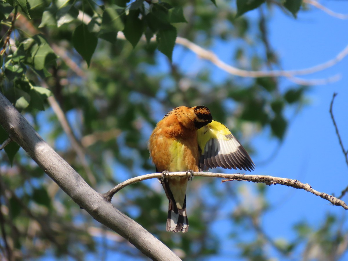 Picogrueso Cabecinegro - ML637872597