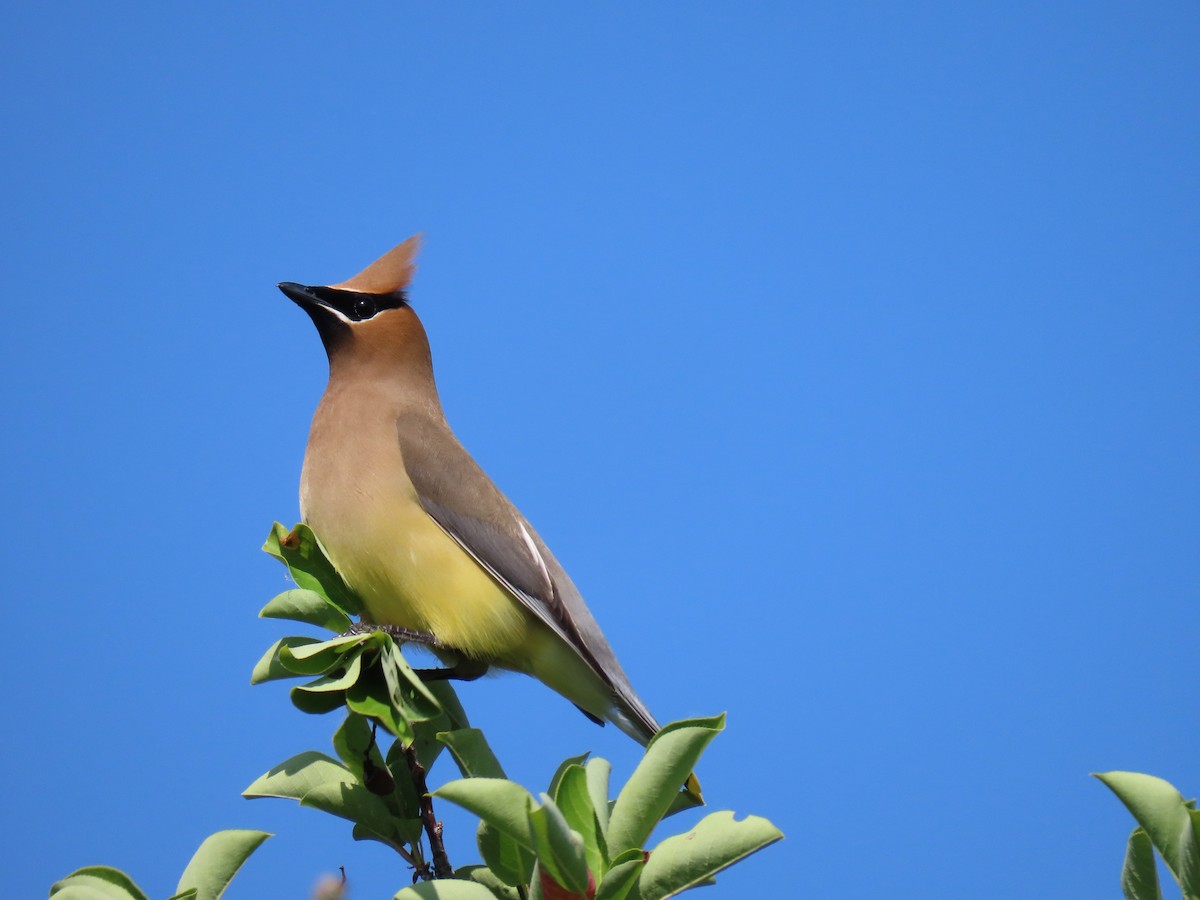 Ampelis Americano - ML637872632