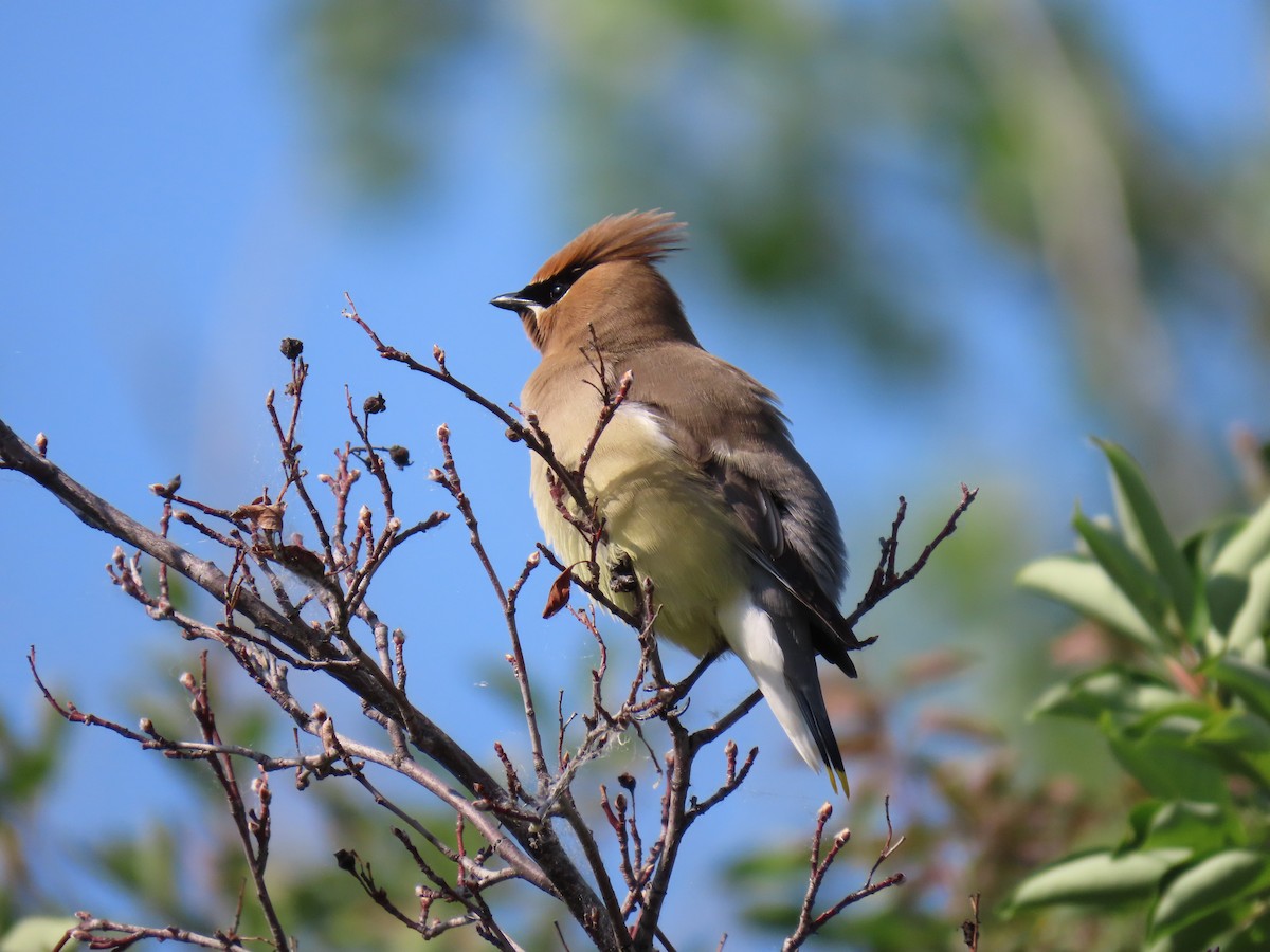 Ampelis Americano - ML637872633