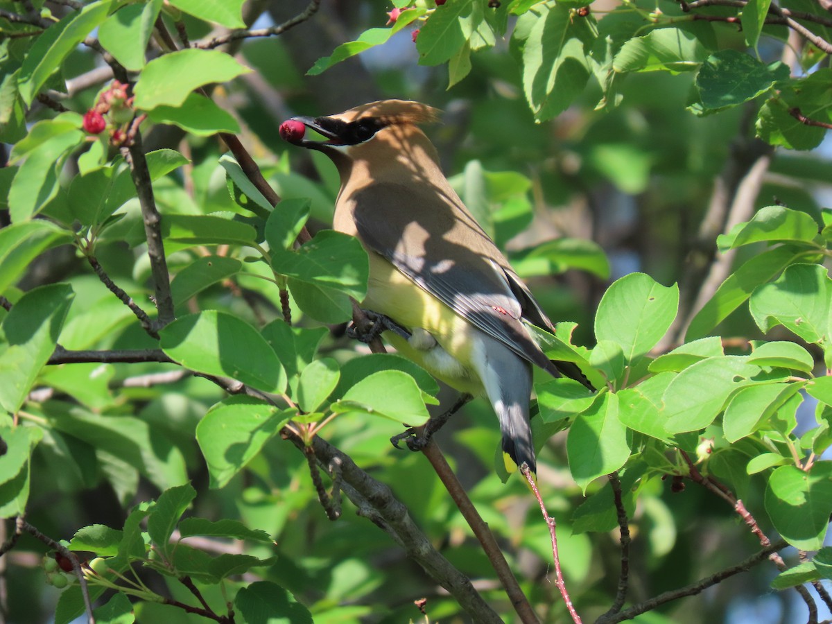 Ampelis Americano - ML637872634