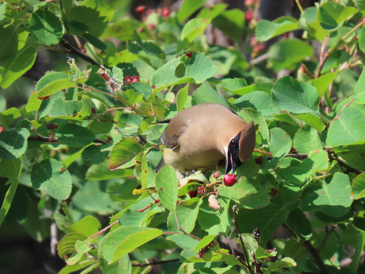 Ampelis Americano - ML637872635