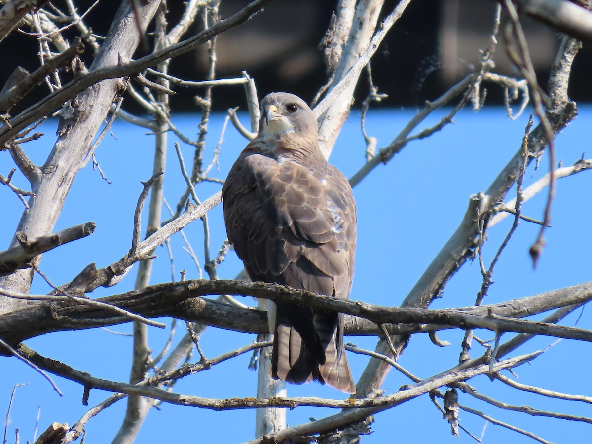 Busardo Chapulinero - ML637872656