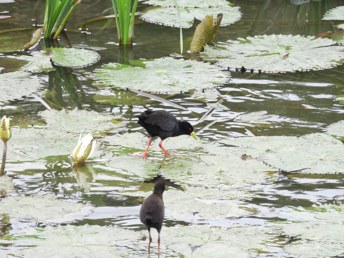 Black Crake - ML637872673