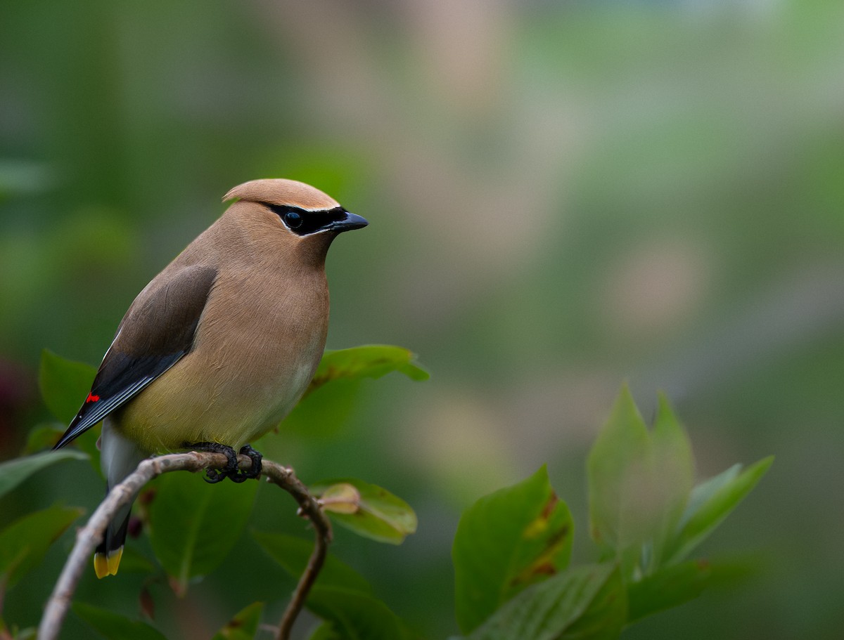 Cedar Waxwing - ML637872708