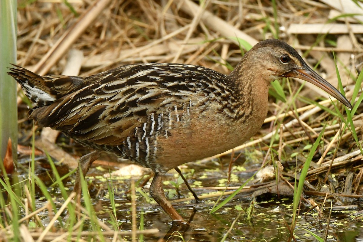 Râle élégant - ML637872733
