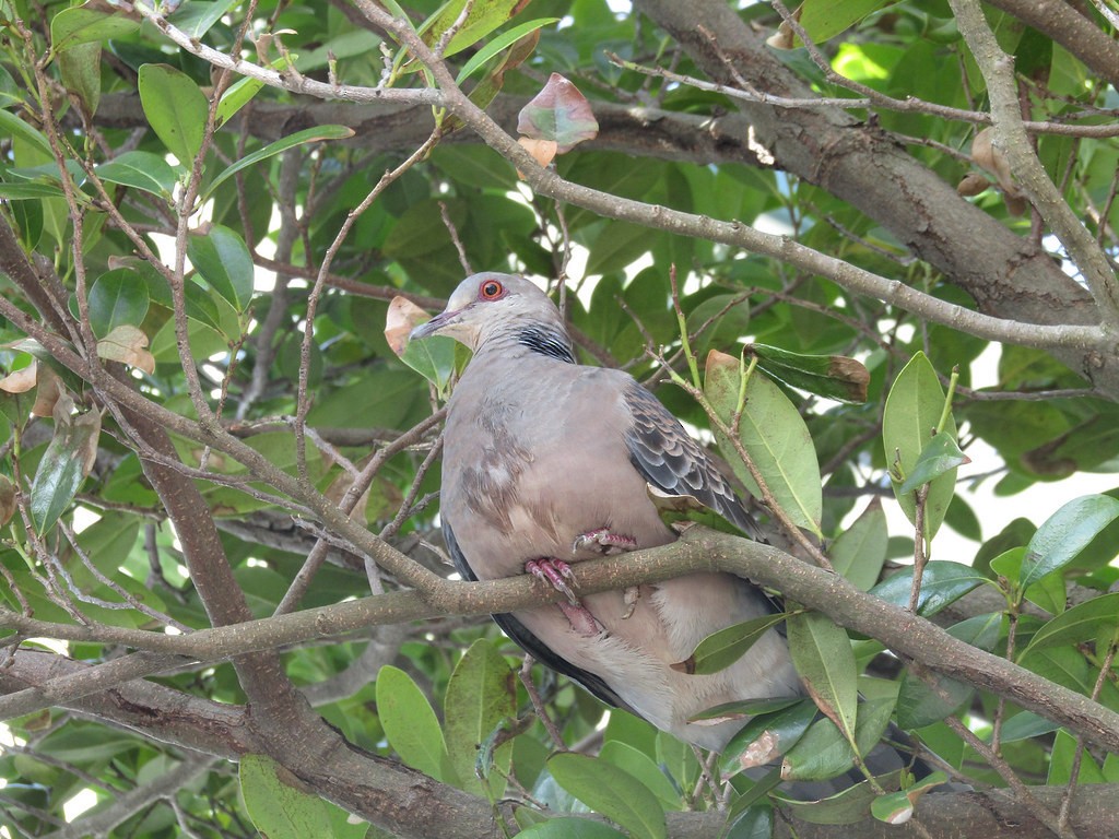 金背鳩 - ML637872829