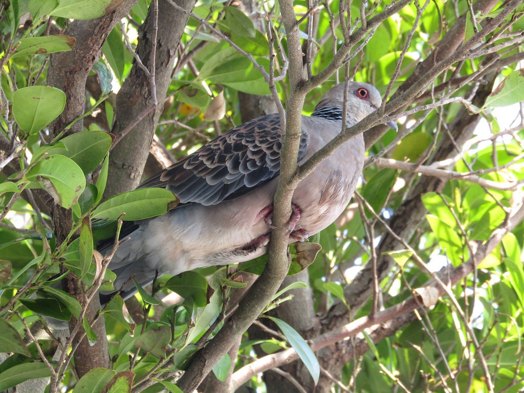 金背鳩 - ML637872830