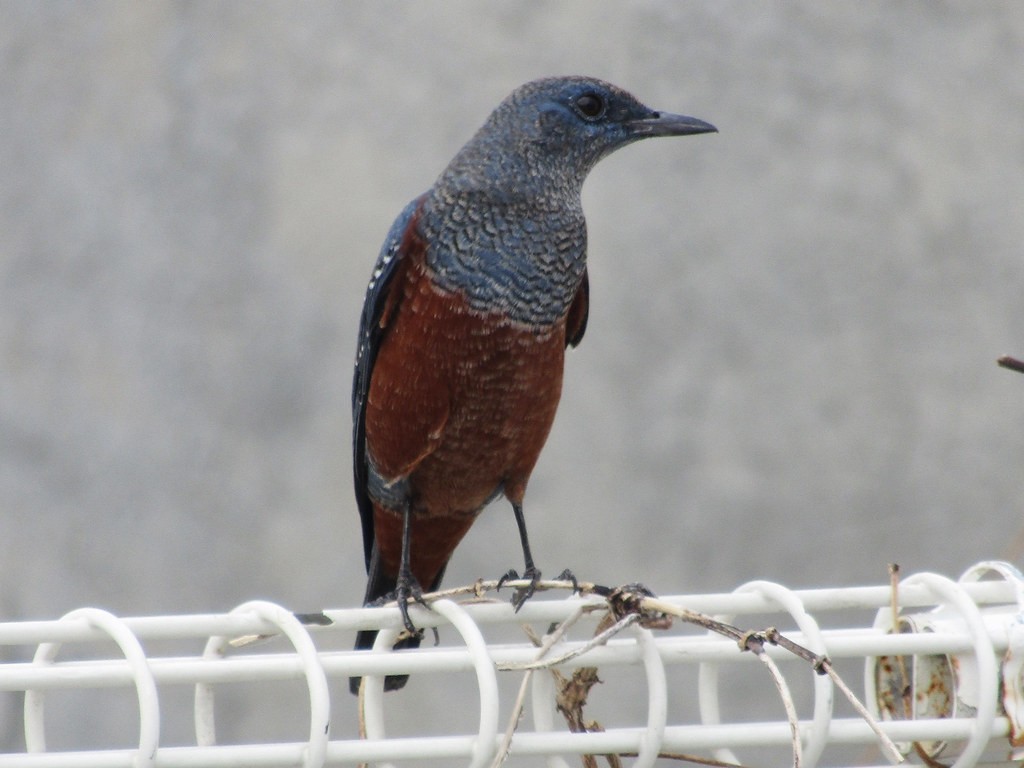 Blue Rock-Thrush - ML637872838