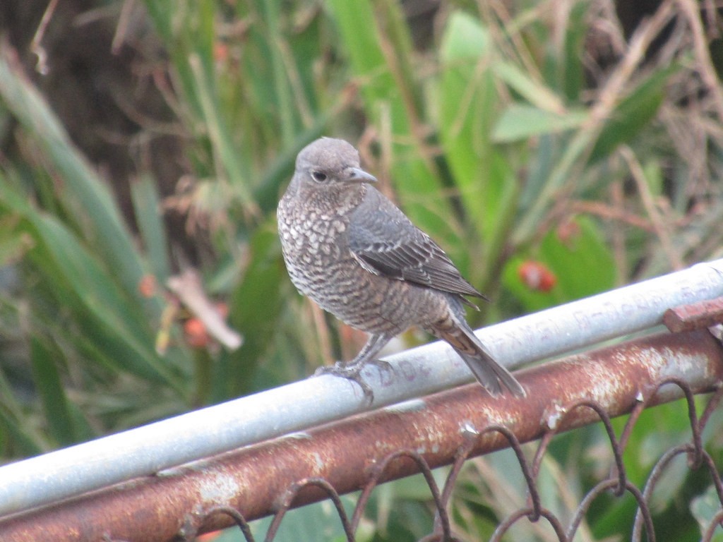 Blue Rock-Thrush - ML637872839