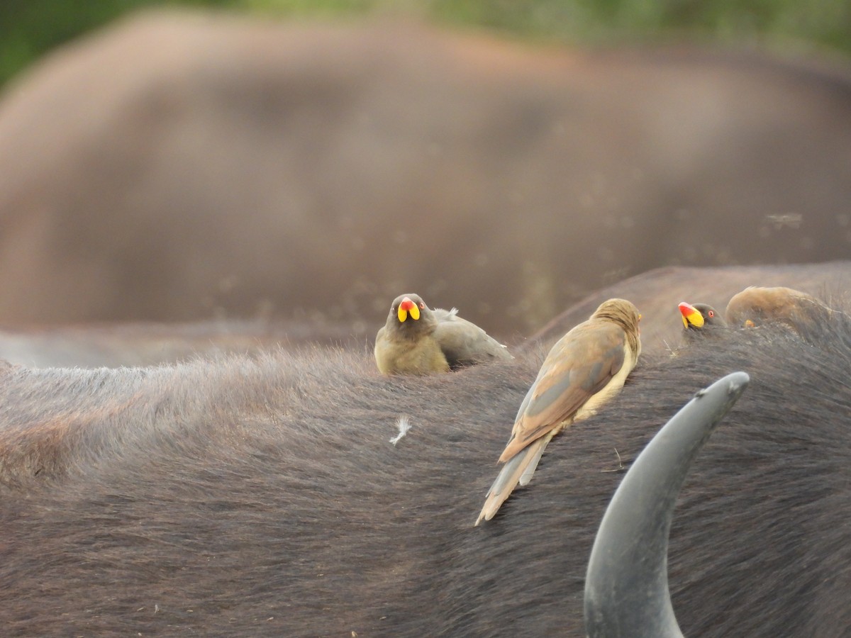 Yellow-billed Oxpecker - ML637872897