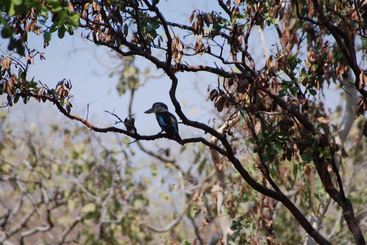 Blue-winged Kookaburra - ML637872899