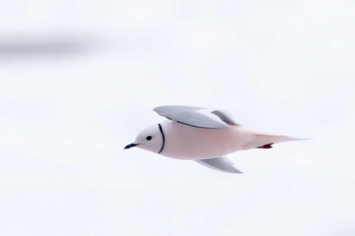 Ross's Gull - ML637872908