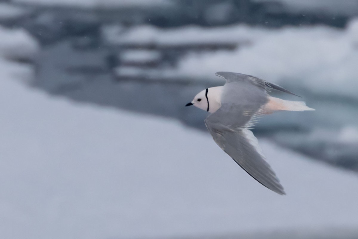 Ross's Gull - ML637872913