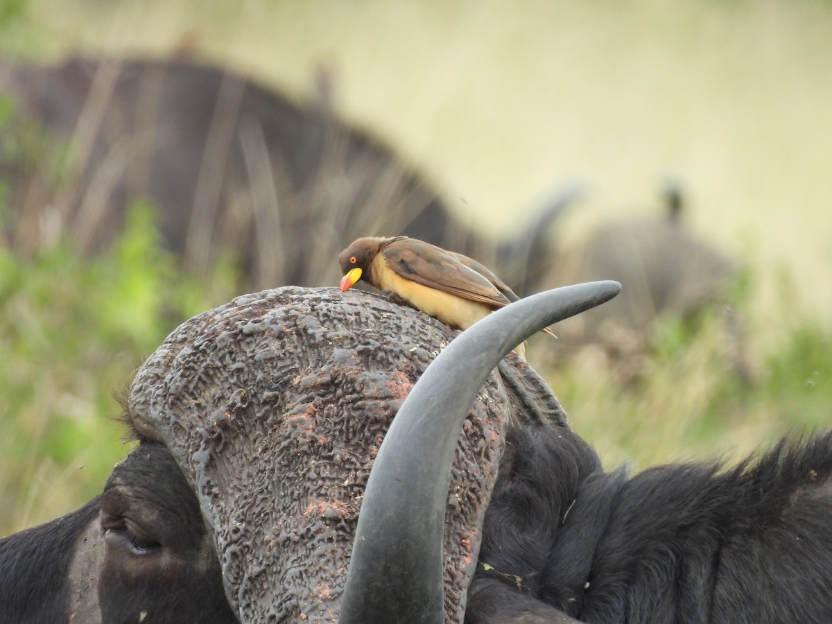 Yellow-billed Oxpecker - ML637872938