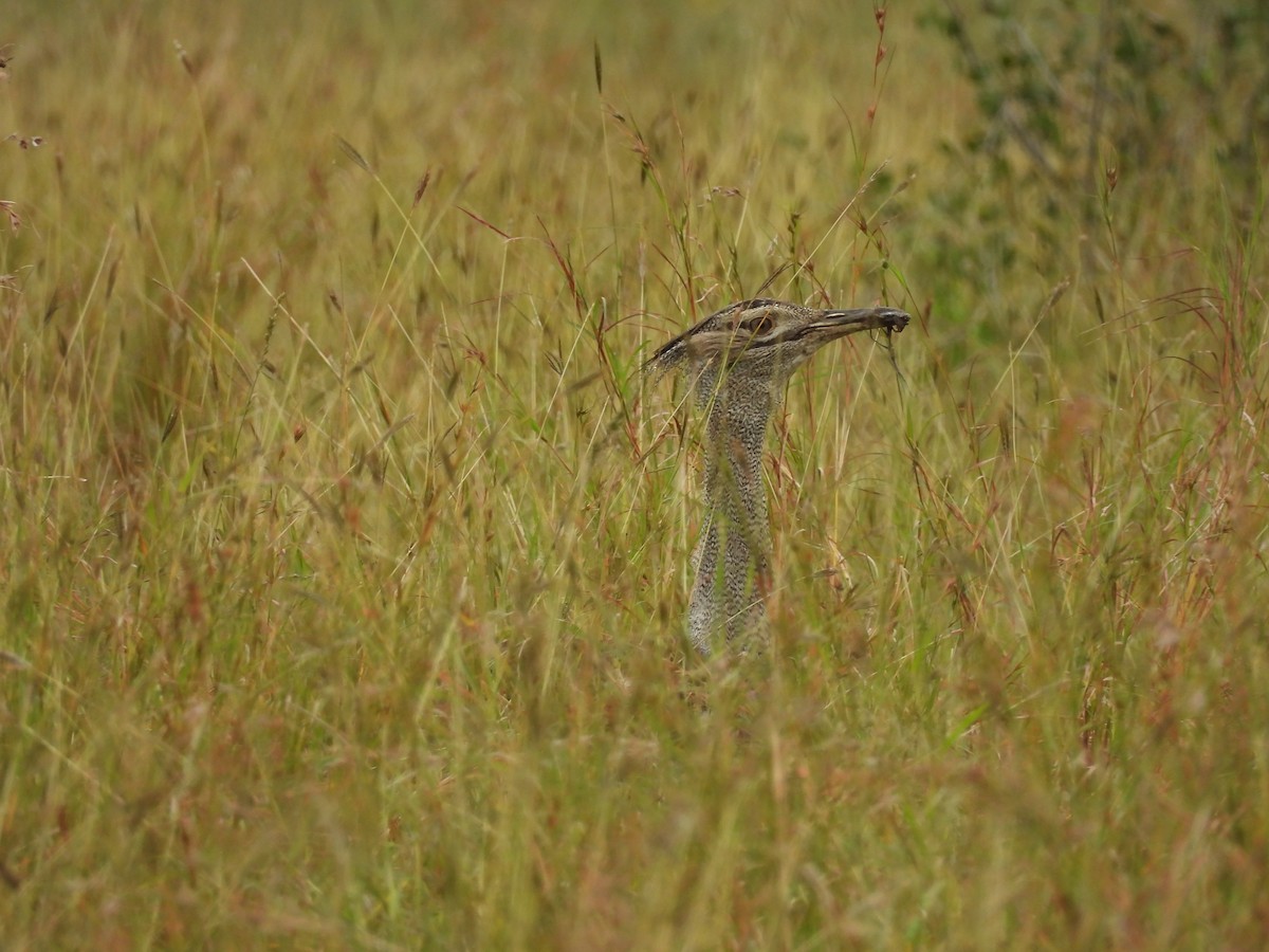 Kori Bustard - ML637872980