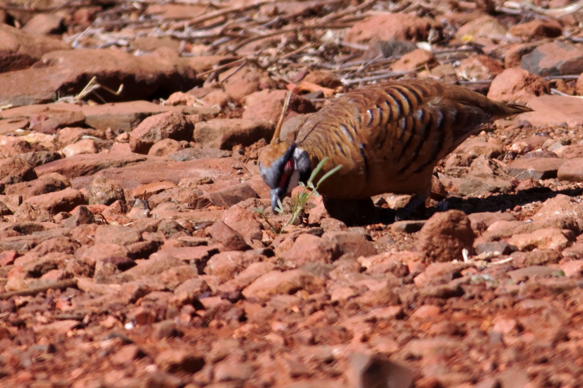 Spinifex Pigeon - ML637872993