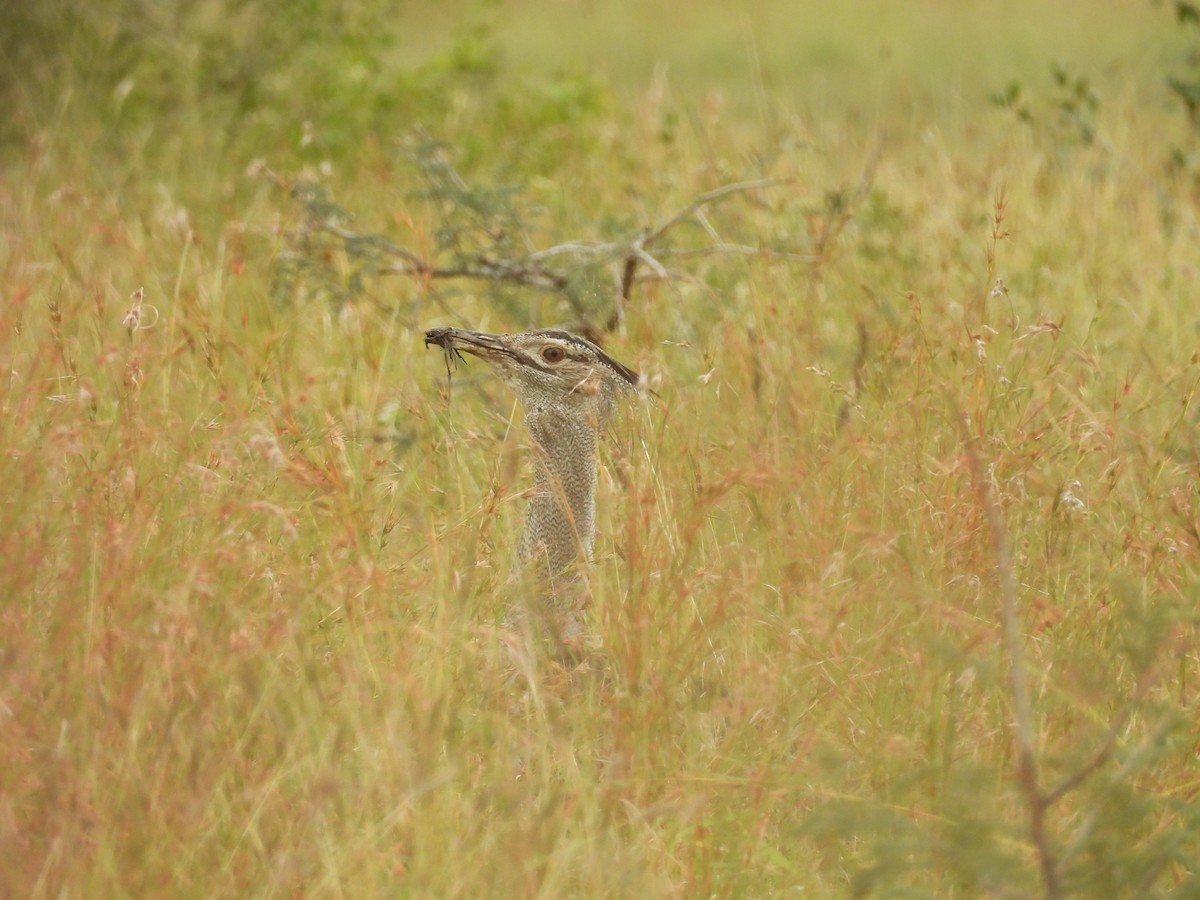 Kori Bustard - ML637872997