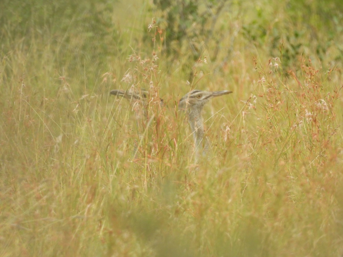 Kori Bustard - ML637873001