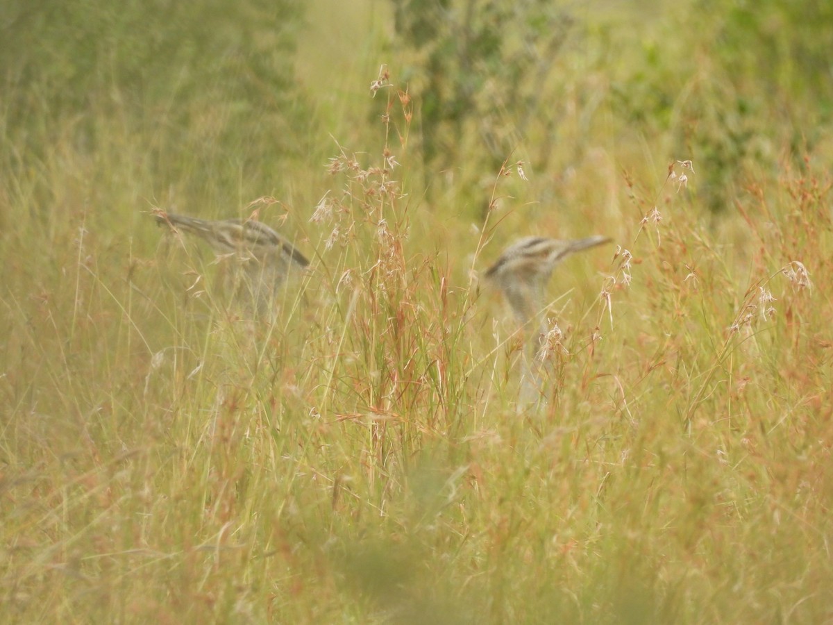 Kori Bustard - ML637873002