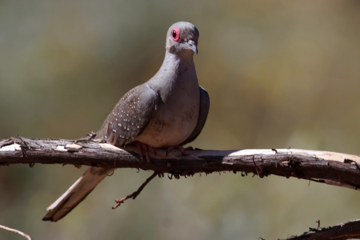 Diamond Dove - ML637873008