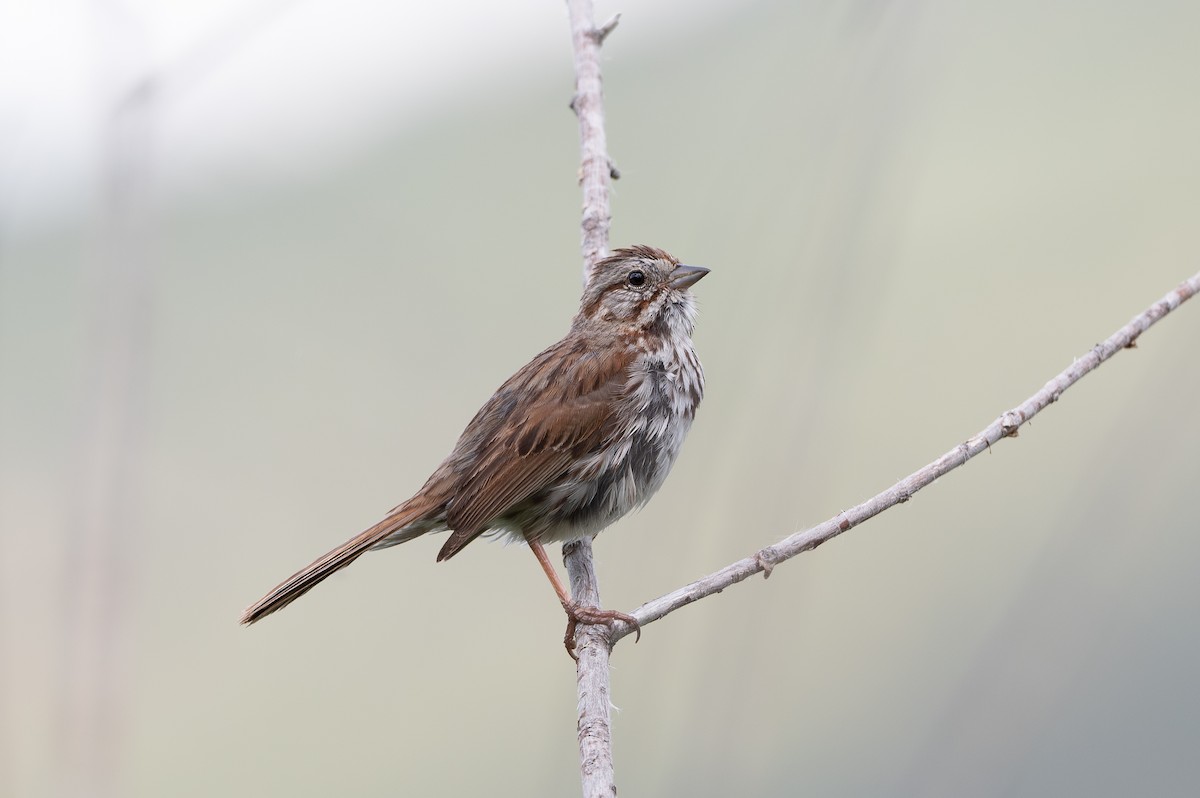Song Sparrow - ML637873092