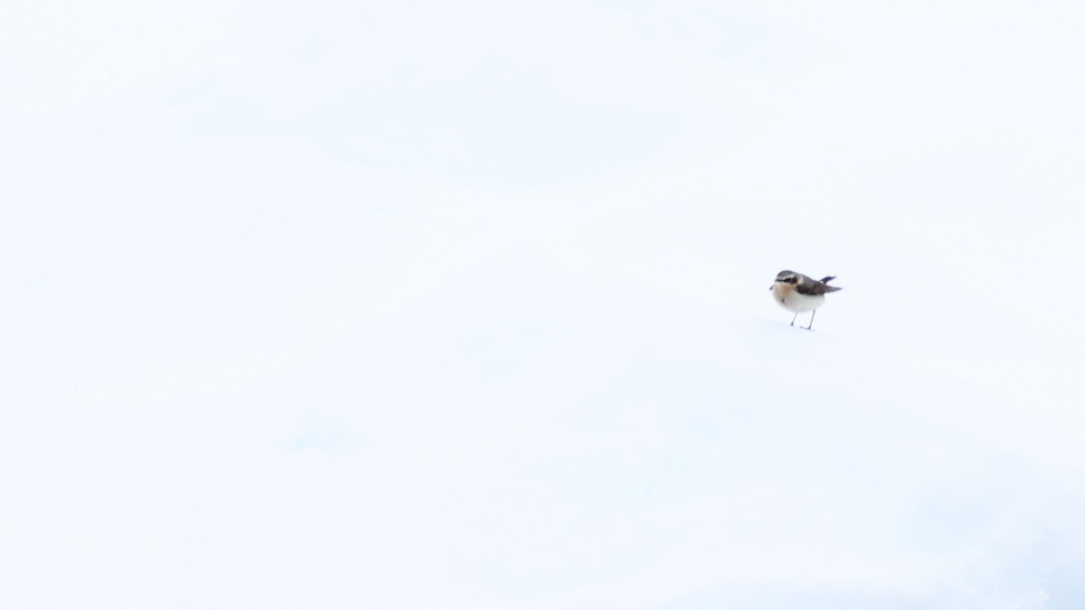 Northern Wheatear - ML637873113