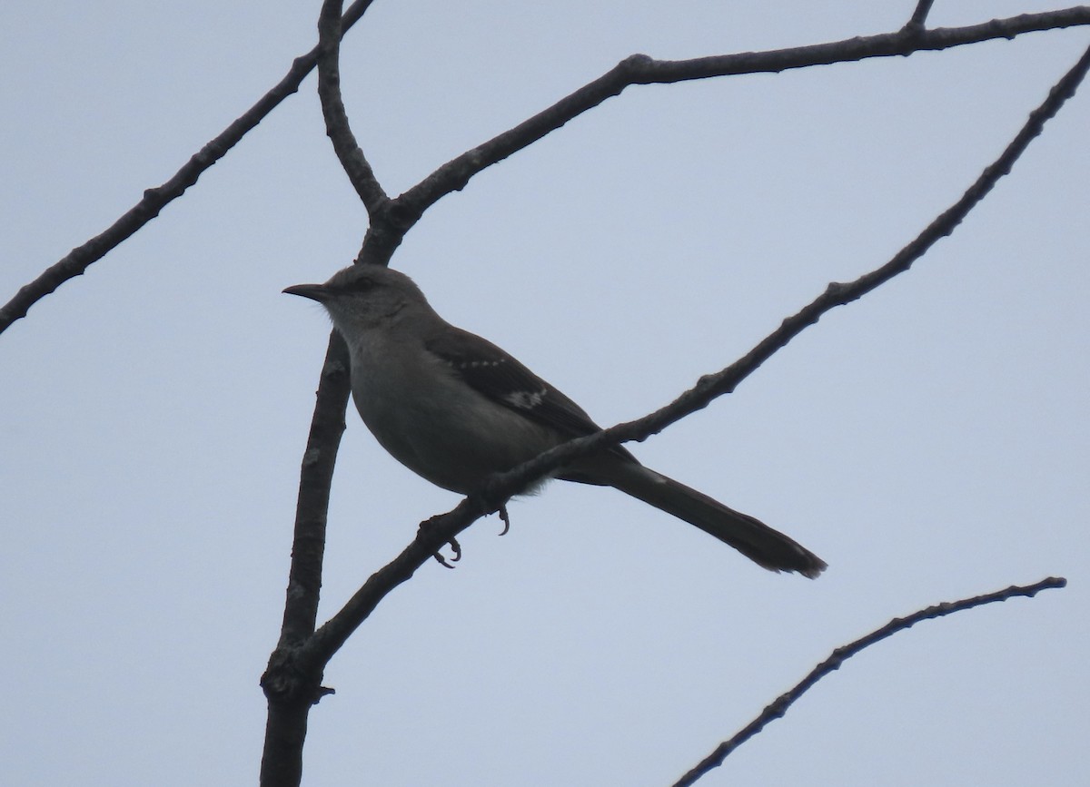 Northern Mockingbird - ML637873136