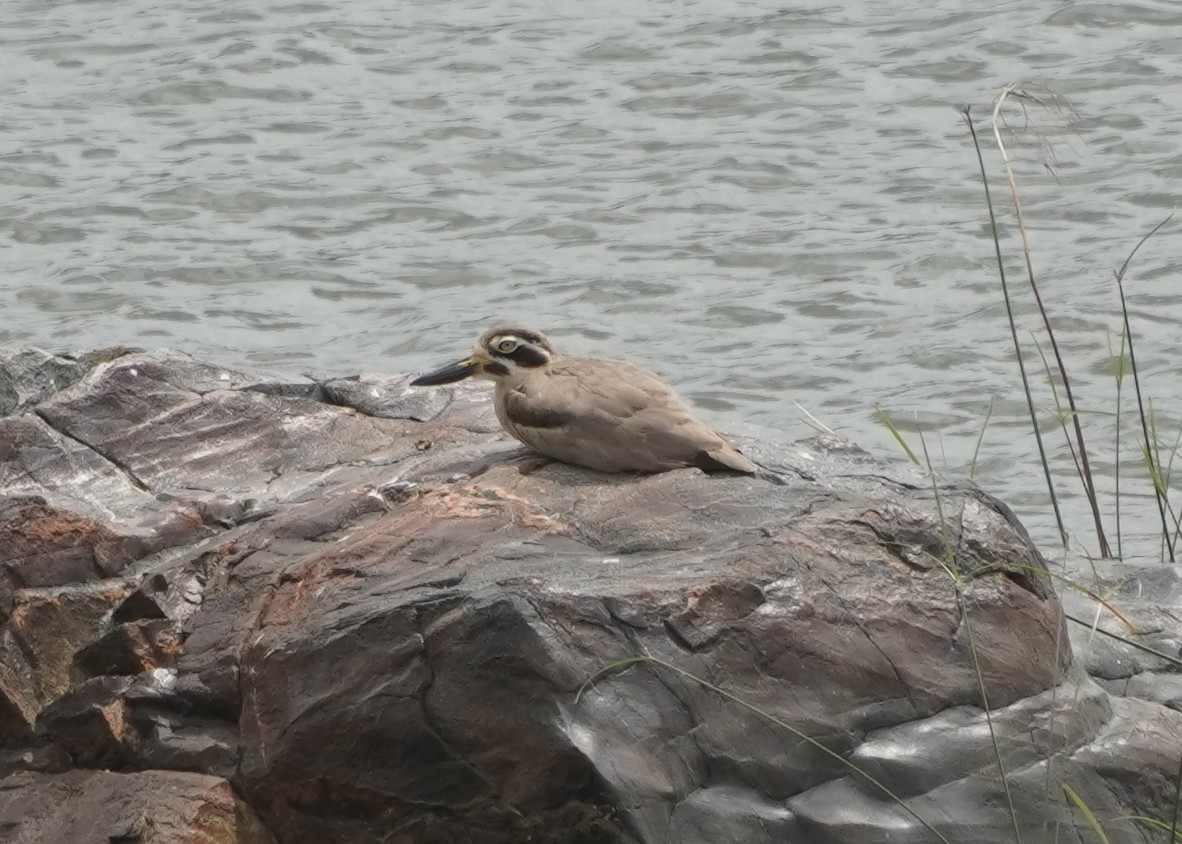 Great Thick-knee - ML637873147