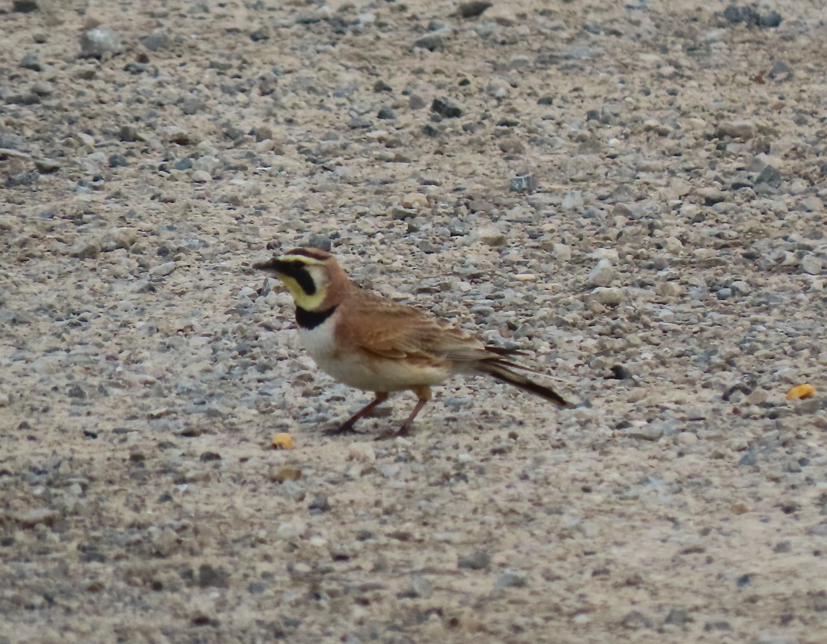 Horned Lark - ML637873151