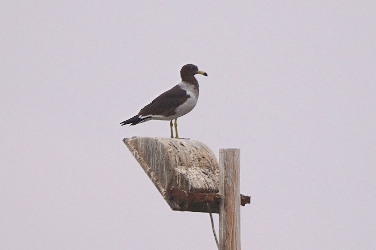 Belcher's Gull - ML637873155