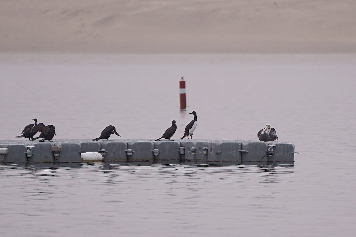 Guanay Cormorant - ML637873186
