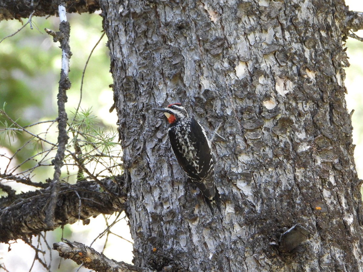 Red-naped Sapsucker - ML637873194