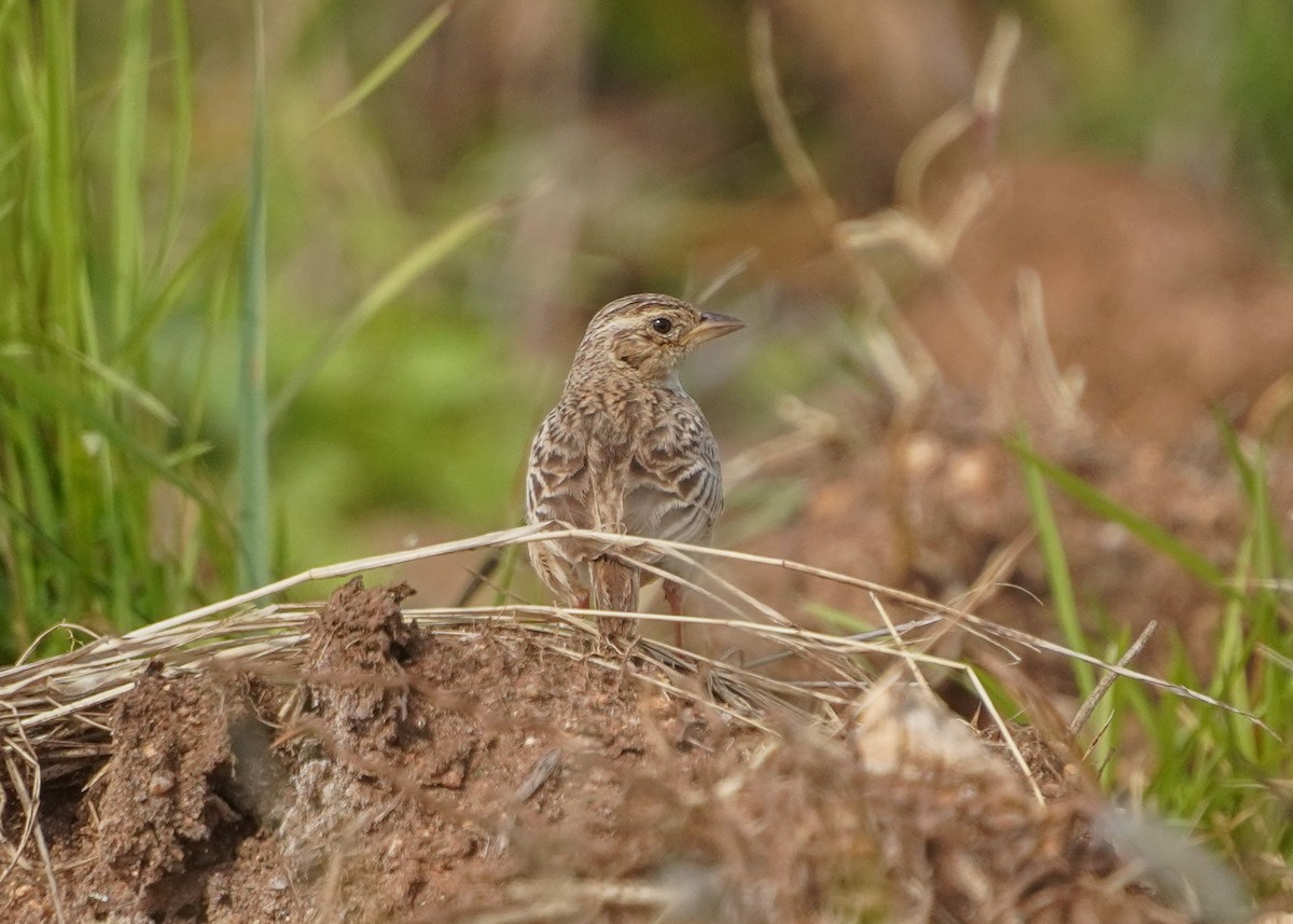 Singing Bushlark - ML637873210