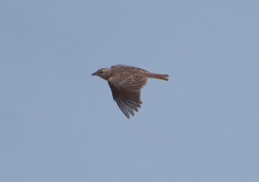 Singing Bushlark - ML637873211