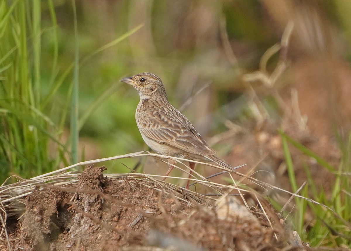 Singing Bushlark - ML637873212