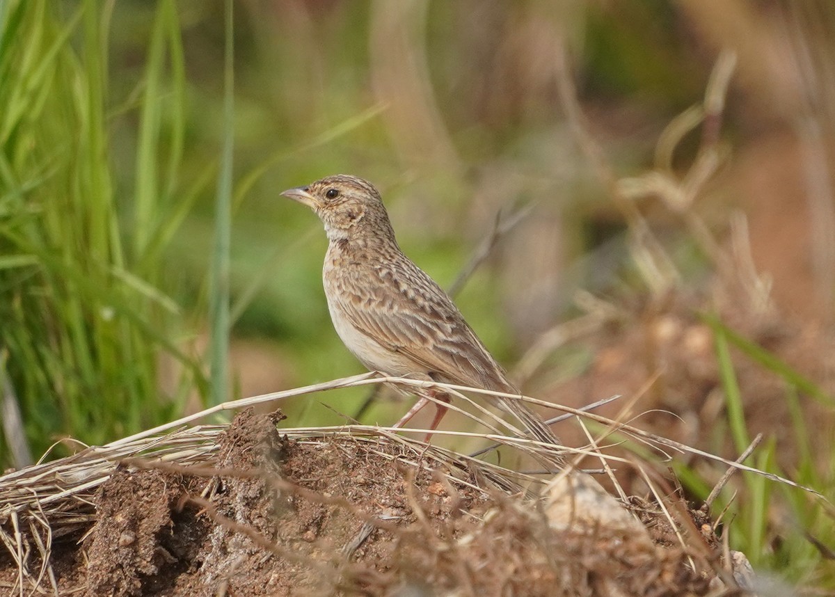 Singing Bushlark - ML637873213