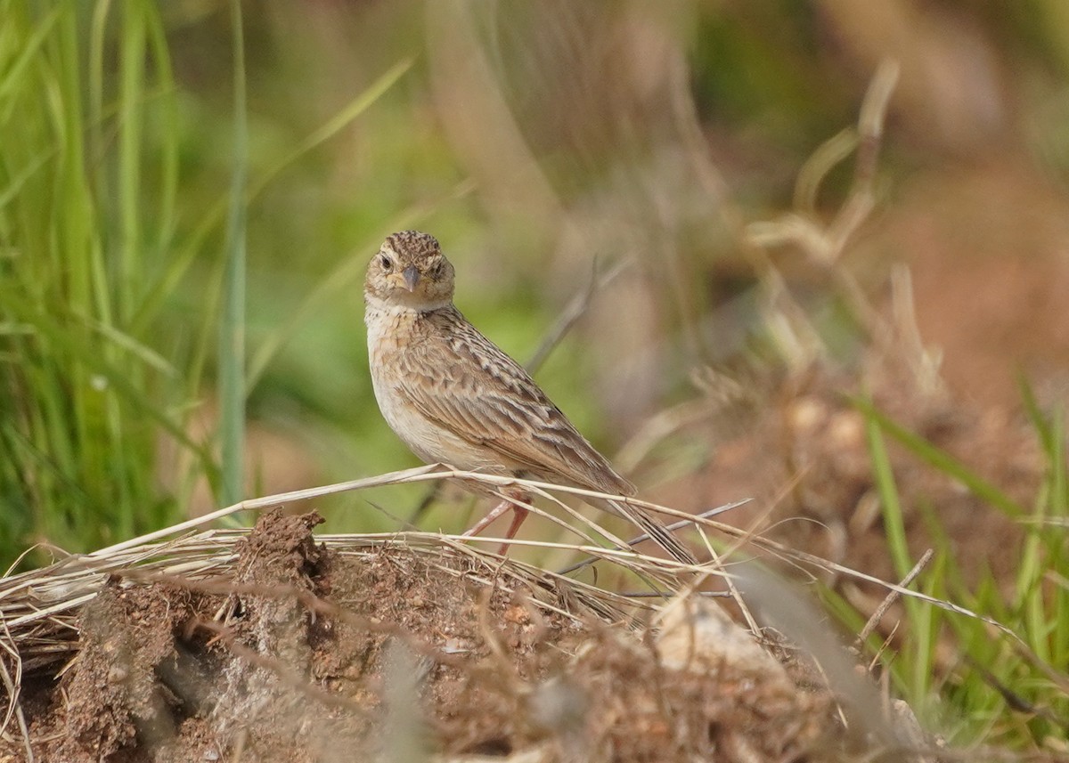Singing Bushlark - ML637873214