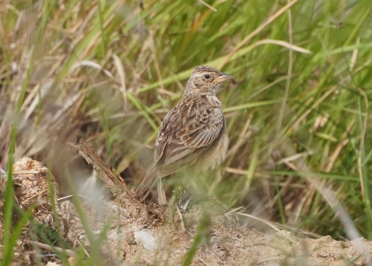 Singing Bushlark - ML637873215