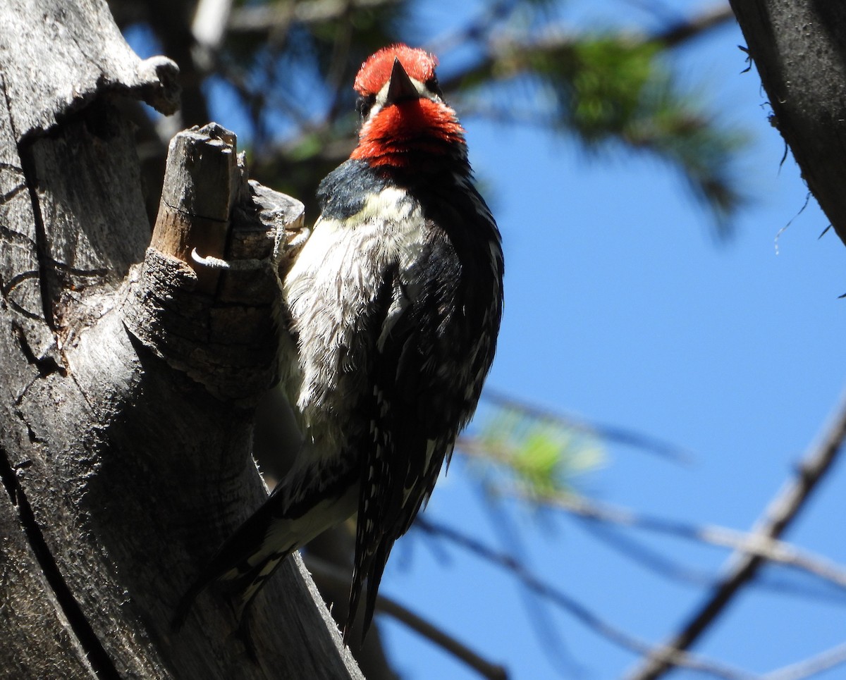 Red-naped Sapsucker - ML637873218