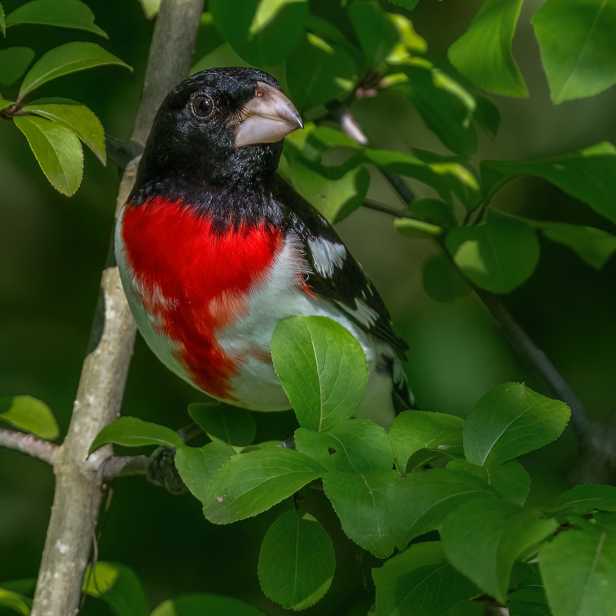 Rose-breasted Grosbeak - ML637873222