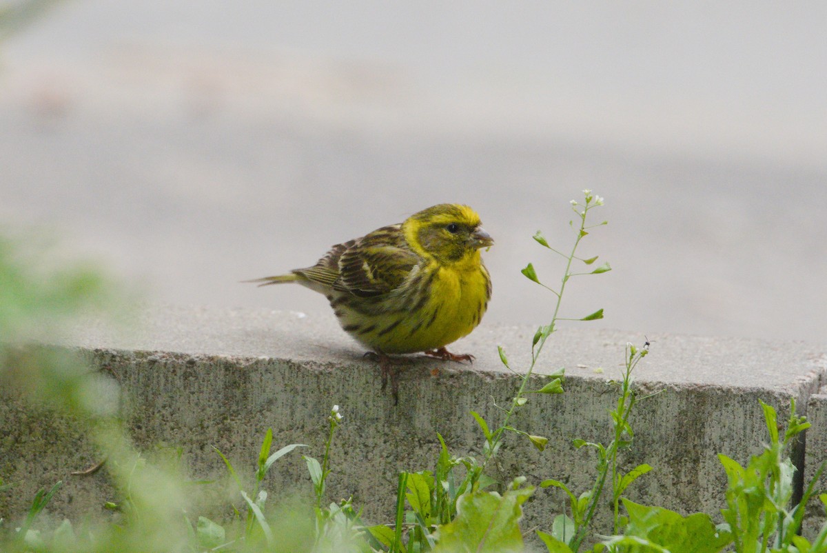 European Serin - ML637873223
