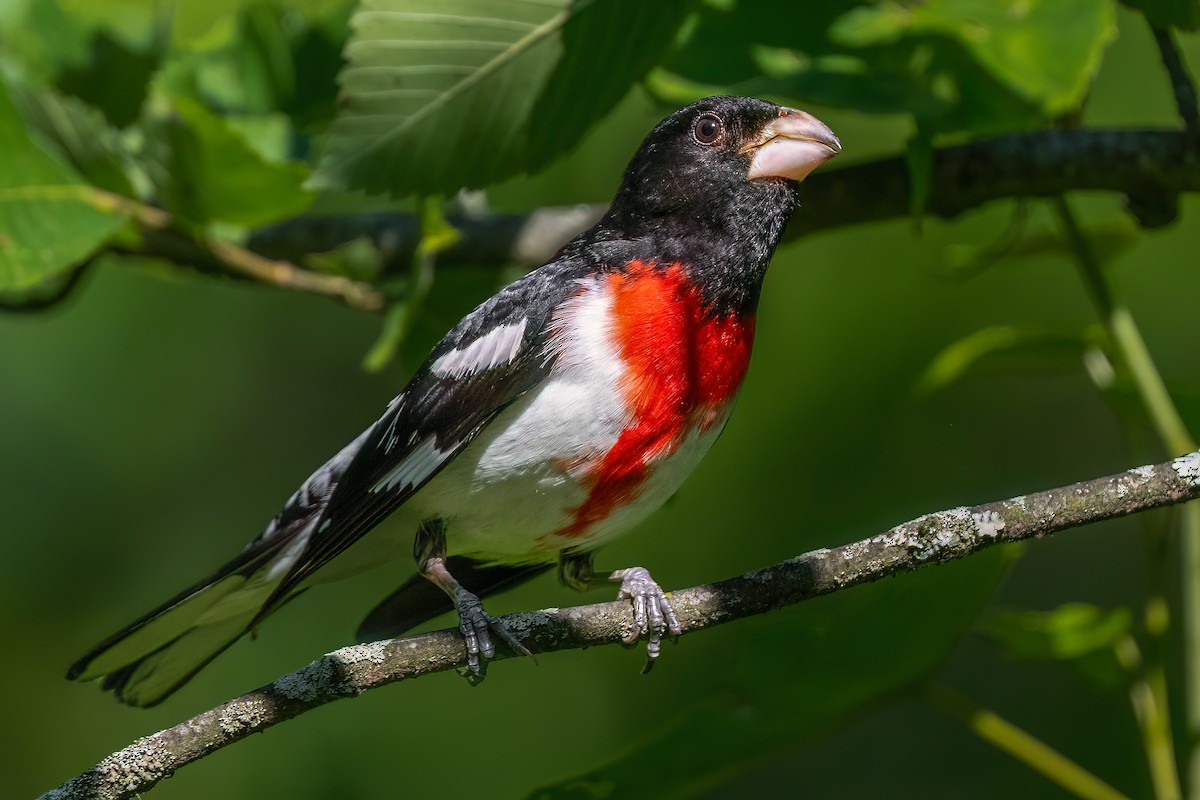 Rose-breasted Grosbeak - ML637873224