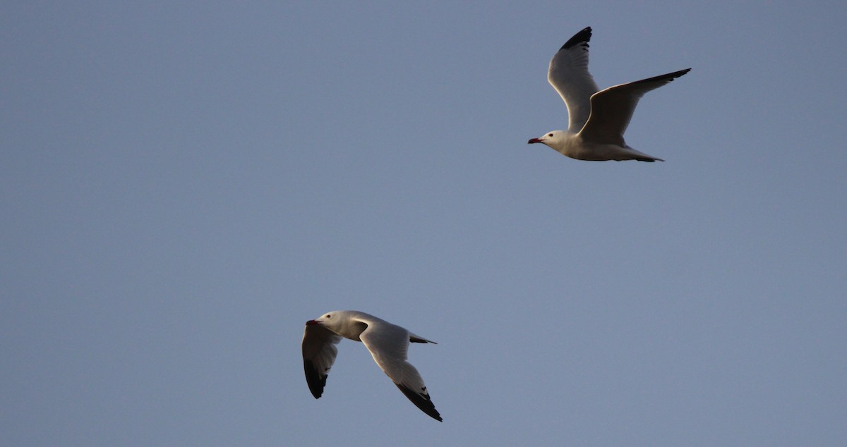 Audouin's Gull - ML637873232