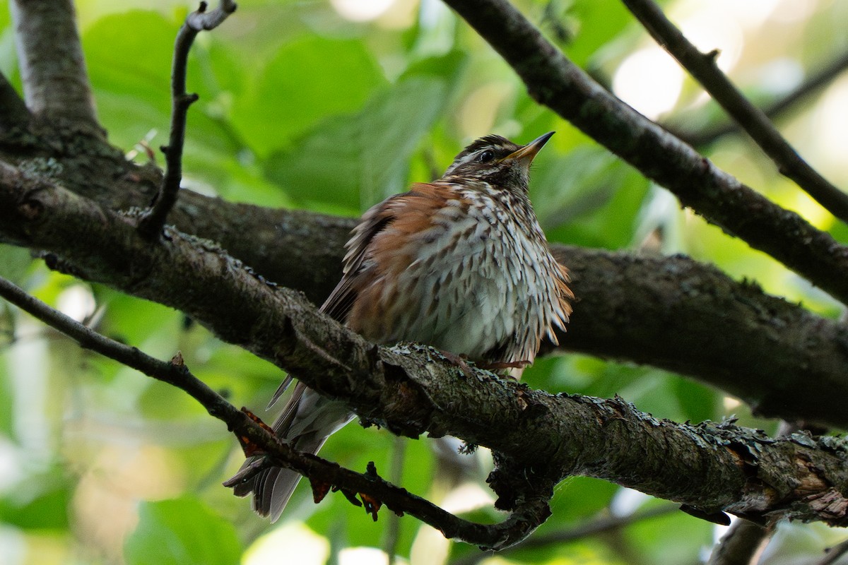 Redwing - ML637873236