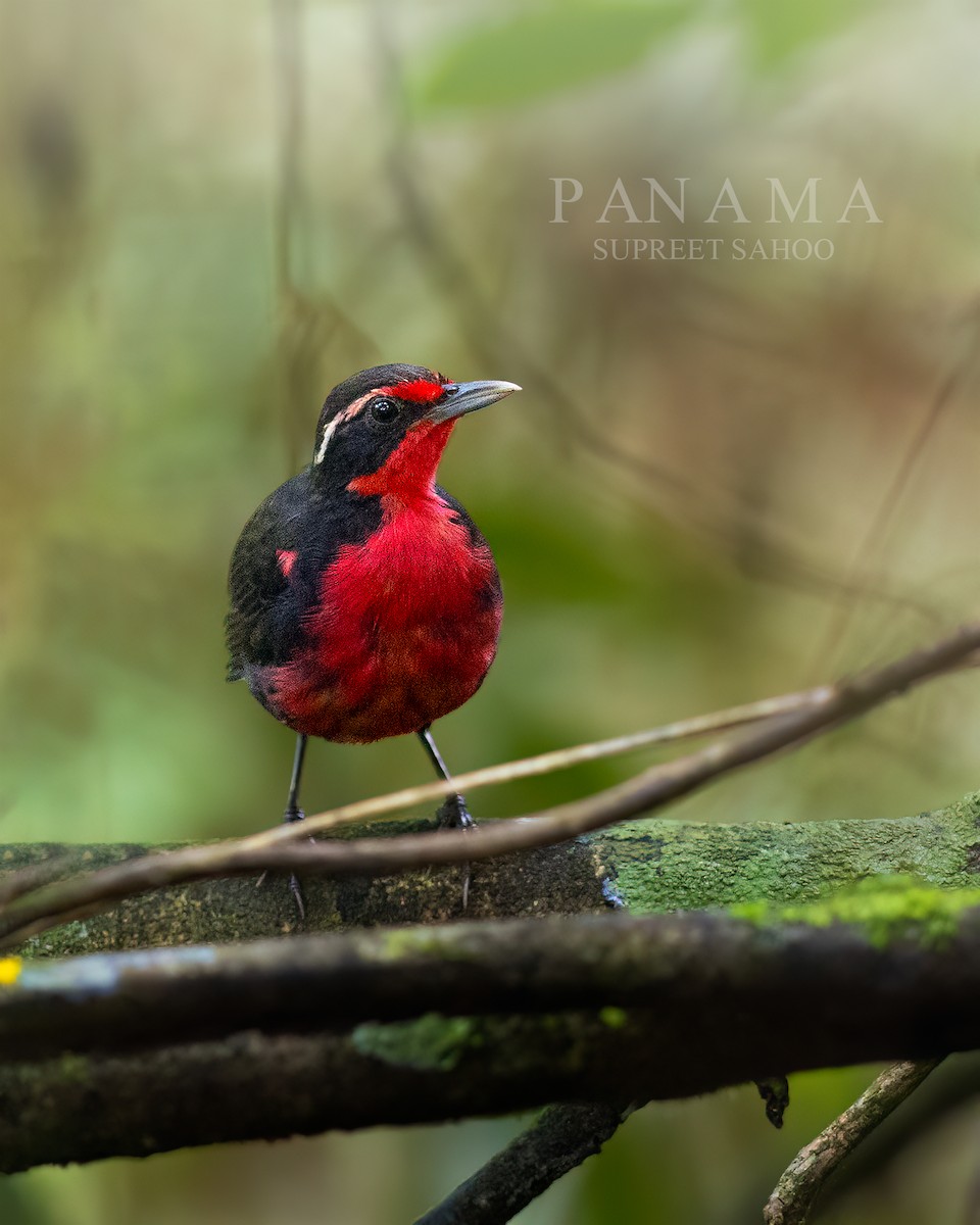 Rosy Thrush-Tanager - ML637873238