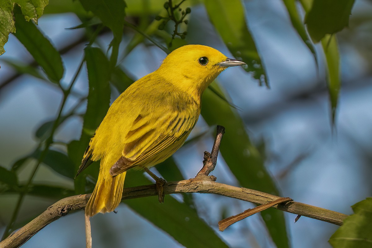 Northern Yellow Warbler - ML637873241