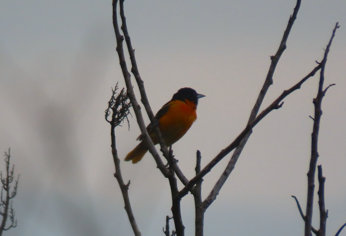 Baltimore Oriole - ML637873251