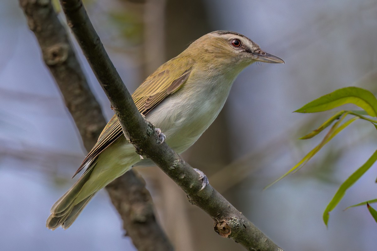 Red-eyed Vireo - ML637873254