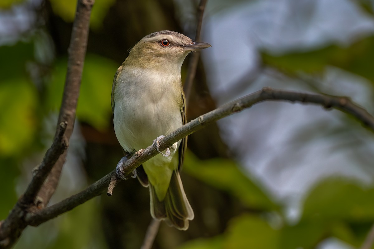 Red-eyed Vireo - ML637873255
