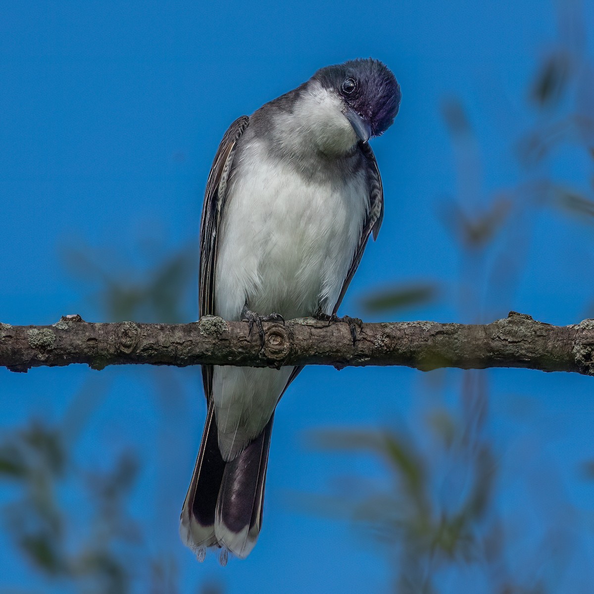 Eastern Kingbird - ML637873275